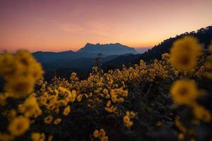 fiori gialli sulla montagna al mattino foto