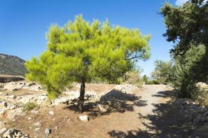 albero con primo piano di rami spinosi. foto