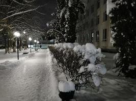 parco invernale di notte alberi nel vicolo della neve con lanterne foto