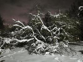 parco invernale di notte alberi nel vicolo della neve con lanterne foto