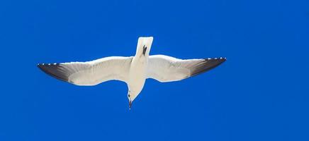 uccello di gabbiano volante con sfondo blu cielo isola di holbox in messico. foto