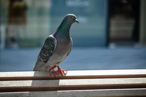 piccione seduto su una panca in legno su sfondo urbano sfocato foto