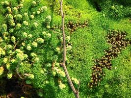 sfondo verde brillante di muschio succoso con bastone secco e piante grasse foto