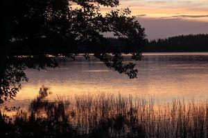 lago incorniciato da un ramo di un albero e una canna alla luce del tramonto foto