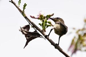 uccelli nel loro habitat foto