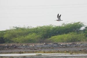 uccelli nel loro habitat foto