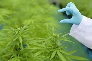 concetto di piantagione di cannabis per uso medico, uno scienziato che tiene una provetta in una fattoria di cannabis sativa.