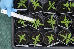 uno scienziato che usa un righello per raccogliere e analizzare i dati sulle piantine di cannabis in una fattoria legalizzata. foto