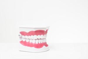 denti modello artificiale su sfondo bianco di dimostrazione di cure odontoiatriche foto