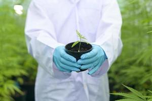 uno scienziato tiene piantine di cannabis in una fattoria legalizzata. foto