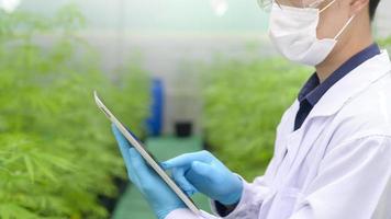 concetto di piantagione di cannabis per uso medico, uno scienziato che utilizza un tablet per raccogliere dati sulla fattoria indoor di cannabis sativa