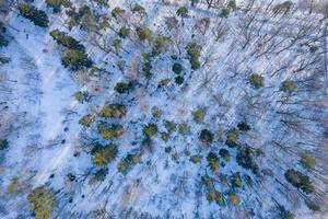 favoloso panorama invernale aereo della foresta di montagna con abeti innevati. scena all'aperto colorata, concetto di celebrazione del felice anno nuovo. sfondo del concetto di bellezza della natura. foto