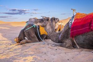 cammelli dromedari seduti sulla sabbia nel deserto contro il cielo il giorno d'estate foto