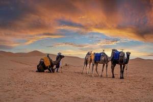 beduino con carovana di cammelli in piedi sulla sabbia nel deserto durante il tramonto foto