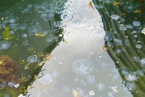 sfondo naturale con meduse nell'acqua al molo foto