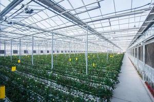 grande serra industriale con rose olandesi, il piano generale foto