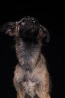 un cane bastardo su sfondo nero. girato in studio foto