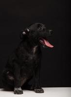 un cucciolo di cane bastardo su sfondo nero. girato in studio foto