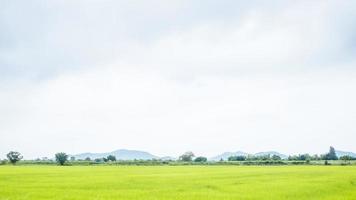 campo di riso verde al sole estivo bellissimo momento gioioso con paesaggio montano estivo. paesaggio rurale con montagne, colline, campi. campagna natura skyline sfondo prati con montagne.