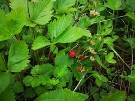 fragole selvatiche su uno sfondo di foglie. piccola bacca singola. fragole mature foto