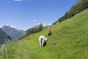 geiranger è un piccolo villaggio turistico nella regione di Sunnmore della Norvegia. foto