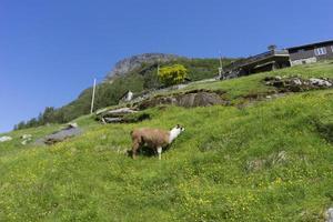 geiranger è un piccolo villaggio turistico nella regione di Sunnmore della Norvegia. foto