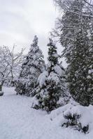 corone di alberi innevate nel giardino botanico invernale, minsk foto