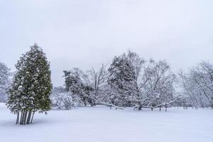 corone di alberi innevate nel giardino botanico invernale, minsk foto