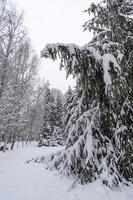 corone di alberi innevate nel giardino botanico invernale, minsk foto