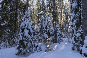 foresta invernale in bielorussia, sentiero ecologico laghi blu foto