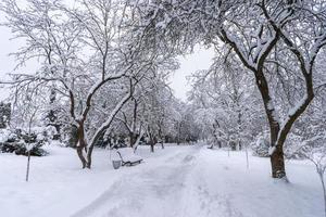 corone di alberi innevate nel giardino botanico invernale, minsk foto