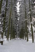 corone di alberi innevate nel giardino botanico invernale, minsk foto