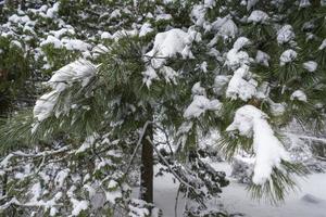 corone di alberi innevate nel giardino botanico invernale, minsk foto