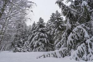 corone di alberi innevate nel giardino botanico invernale, minsk foto