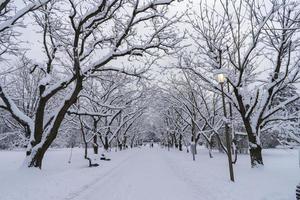 corone di alberi innevate nel giardino botanico invernale, minsk foto