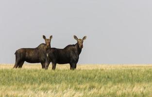 prateria alci saskatchewan foto