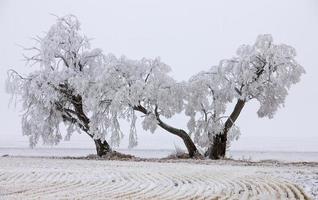 gelo invernale saskatchewan foto