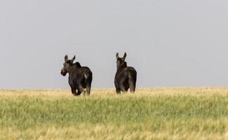 prateria alci saskatchewan foto