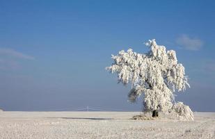 gelo invernale saskatchewan foto