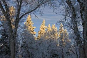 gelo invernale saskatchewan foto