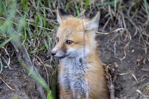 kit di volpi vicino a den foto