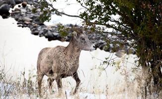 pecore montone di montagna rocciosa foto