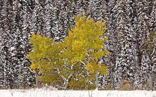 colori autunnali kananaskis foto