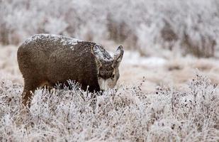 gelo invernale saskatchewan foto