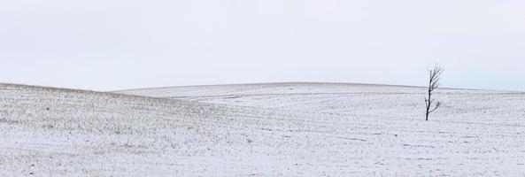 paesaggio della prateria del saskatchewan foto