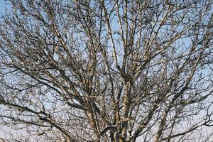 modello di cima e rami dell'albero in una soleggiata giornata invernale all'aperto foto