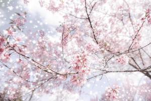 fiore di ciliegio himalayano selvatico, bellissimo fiore rosa sakura in inverno con paesaggio innevato foto