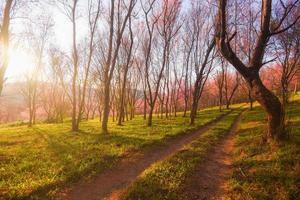 fiore di ciliegio himalayano selvatico, bellissimo fiore rosa sakura in vista ad albero del paesaggio invernale con tramonto e strada nelle zone rurali foto