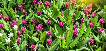 siam tulip flower fiori colorati rosa e bianchi o krachiew nel bellissimo giardino foto