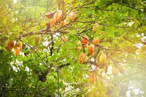 albero da frutto stella frutta stella verde e gialla su albero tropicale nel giardino estivo foto